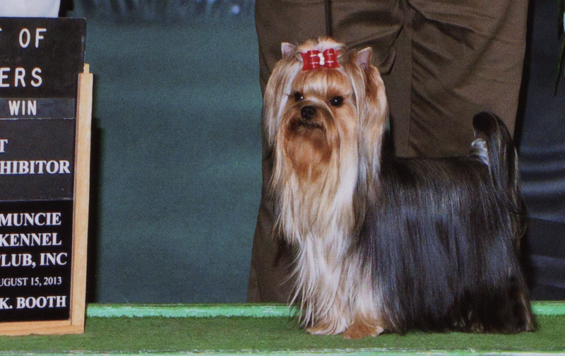 champion yorkshire terrier